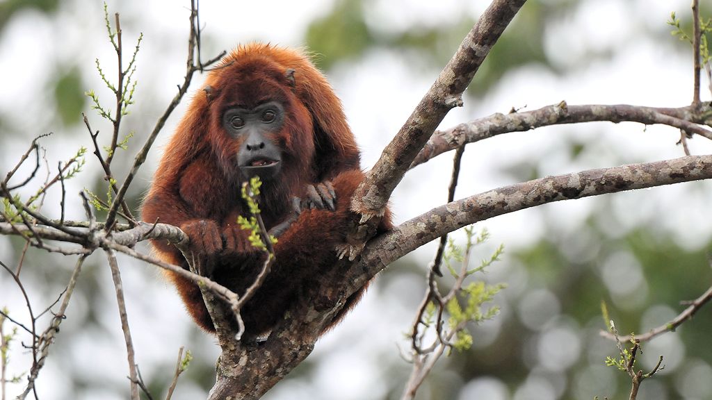 Roter Brüllaffe (Rel Howler Monkey)
Iwokrama Rainforest
1000