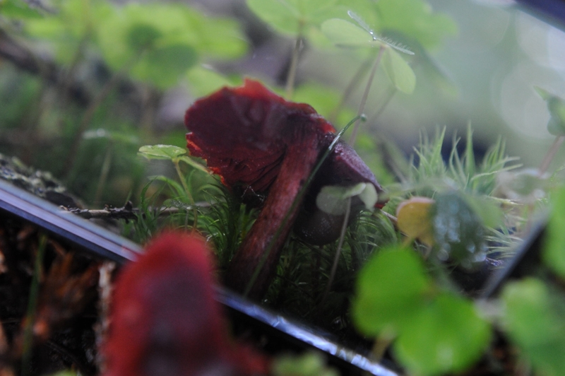 Roter Dingsbums web crop