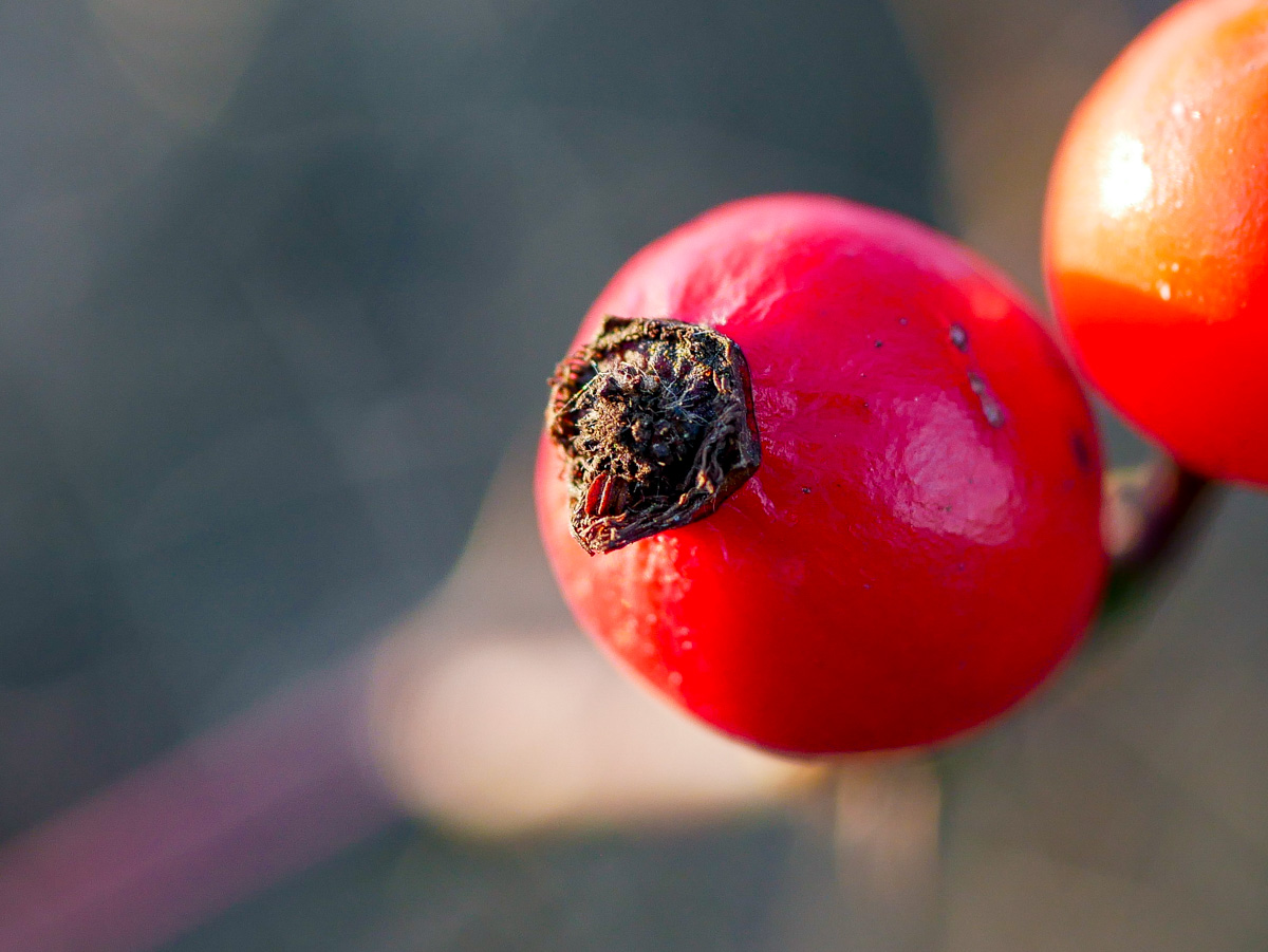Roter Februar