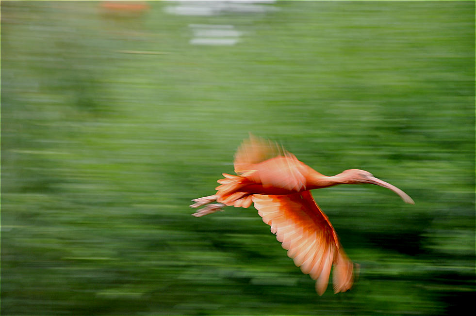 Roter Ibis