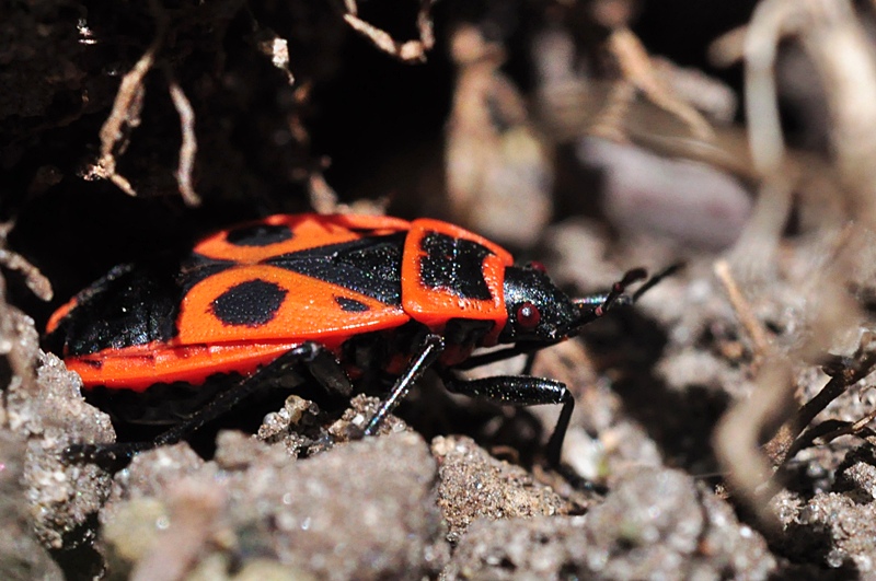 roter Käfer