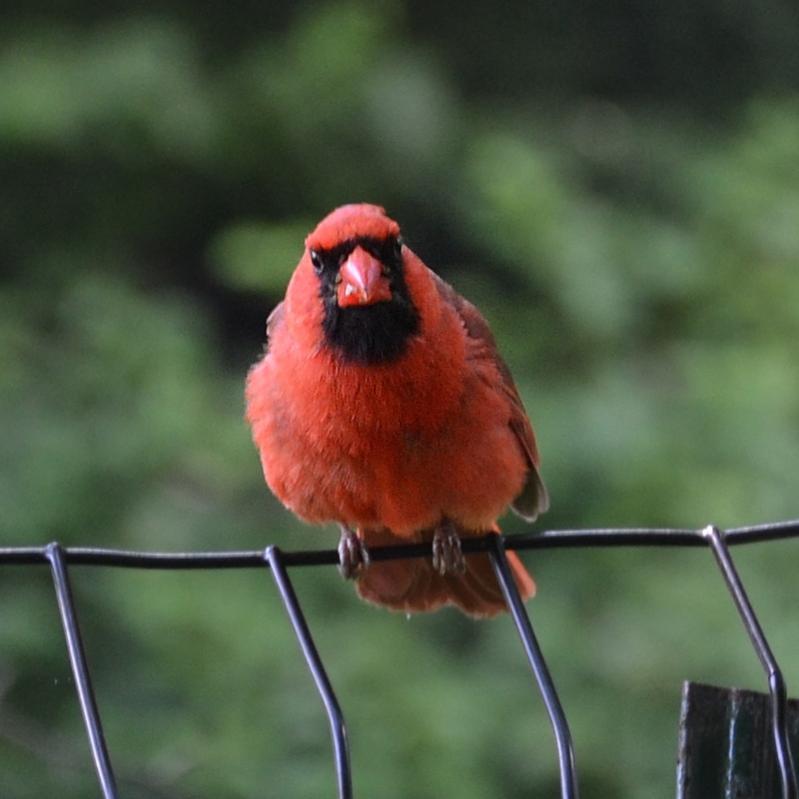 Roter Kardinal, Central Park, NY