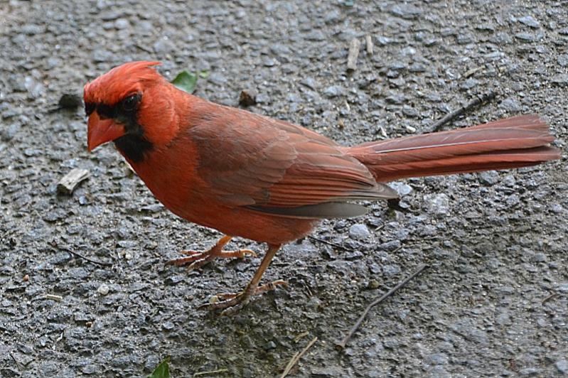 Roter Kardinal, Central Park, NY