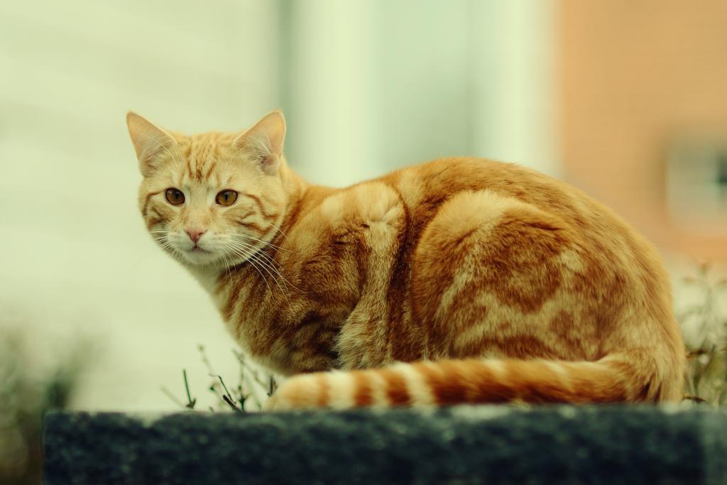 roter Kater DSC 7615