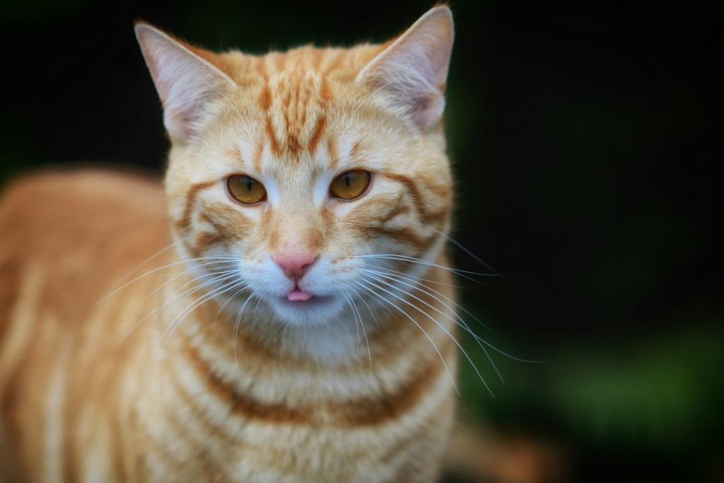 roter Kater DSC 7621