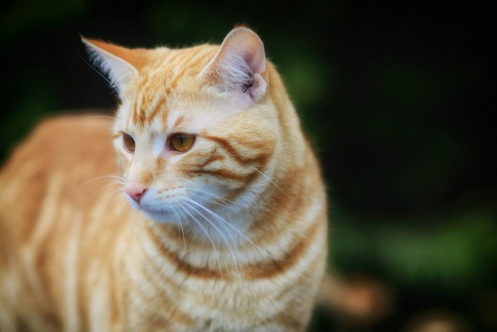 roter Kater DSC 7623