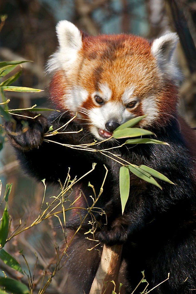 Roter Panda