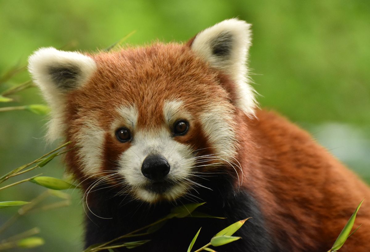 Roter Panda