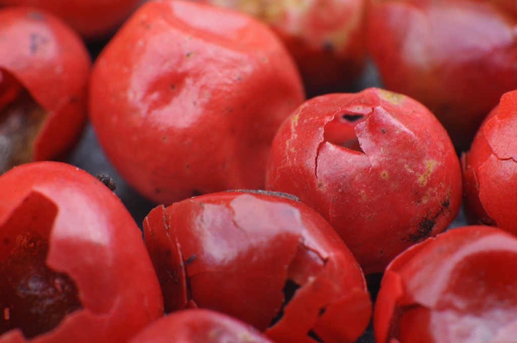 Roter Pfeffer