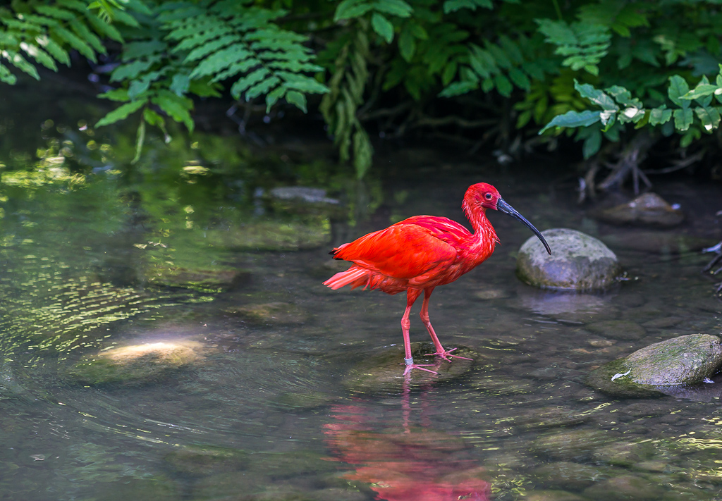 roter Sichler (IBIS)