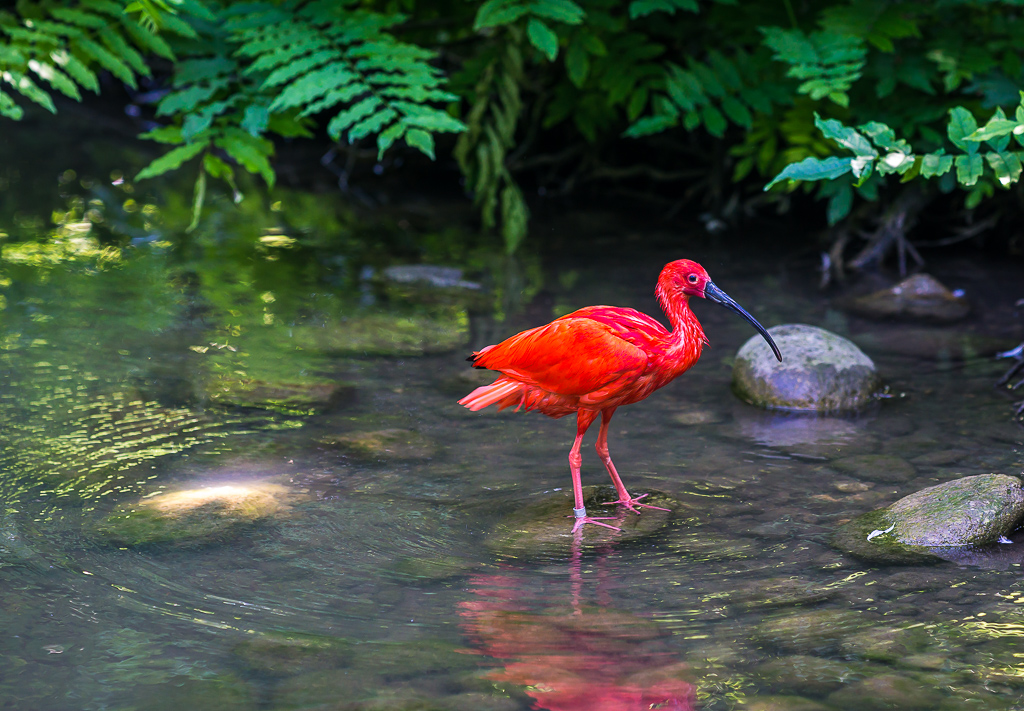 Roter Sichler im Bach