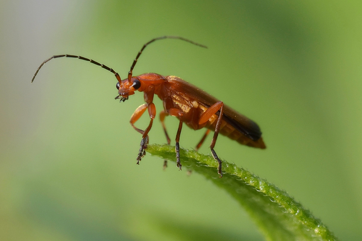 Roter Weichkäfer