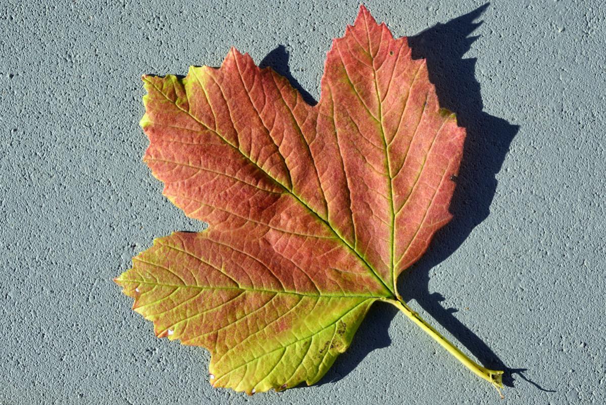 rotes blatt 1200