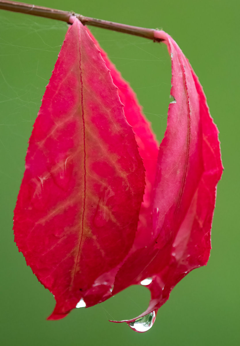 Rotes Blatt Tropfen.jpg