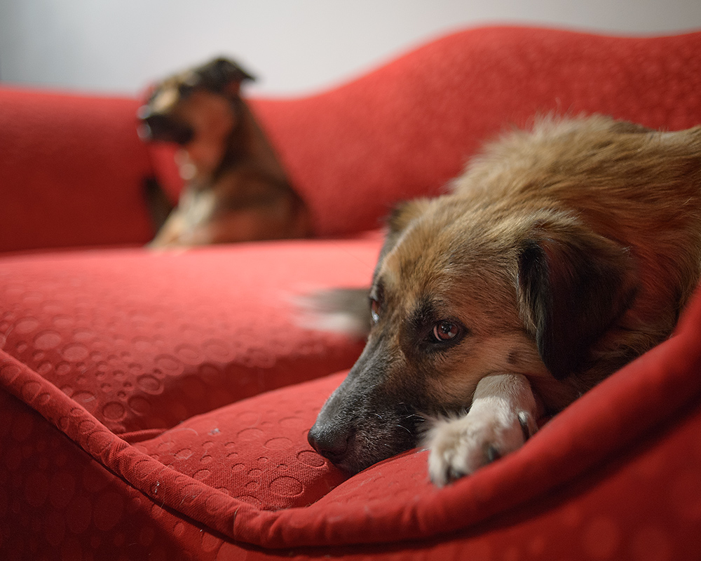 rotes sofa1