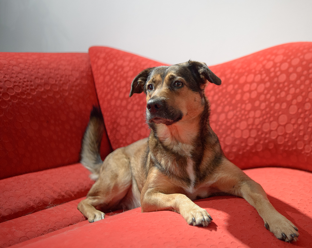 rotes sofa2