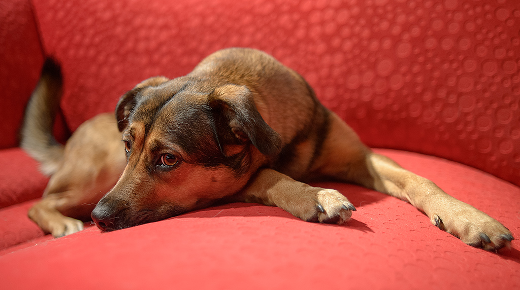 rotes sofa3