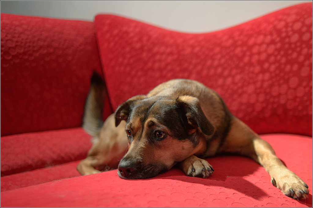 rotes sofa4