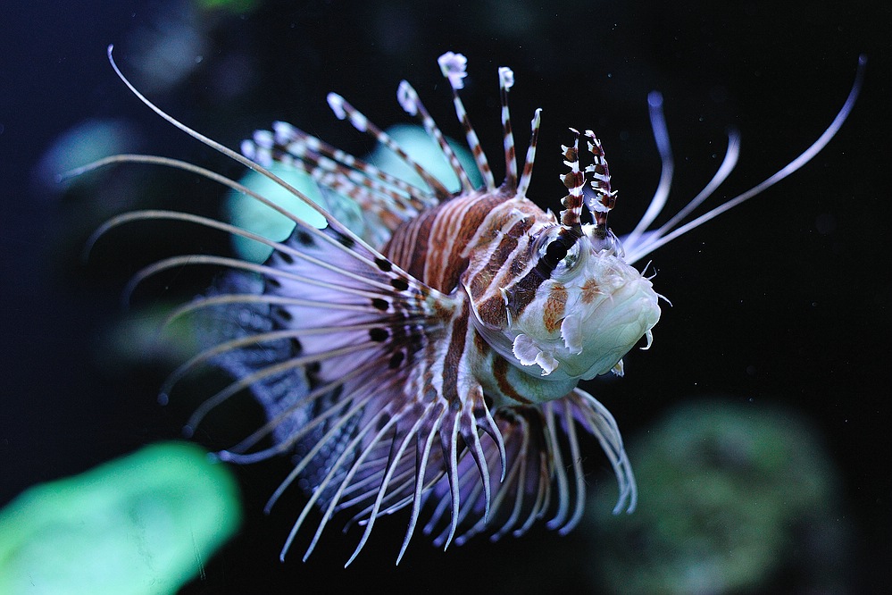 Rotfeuerfisch