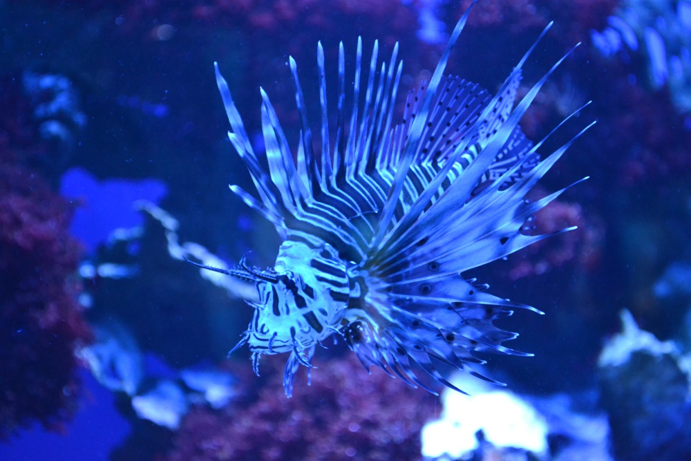 Rotfeuerfisch