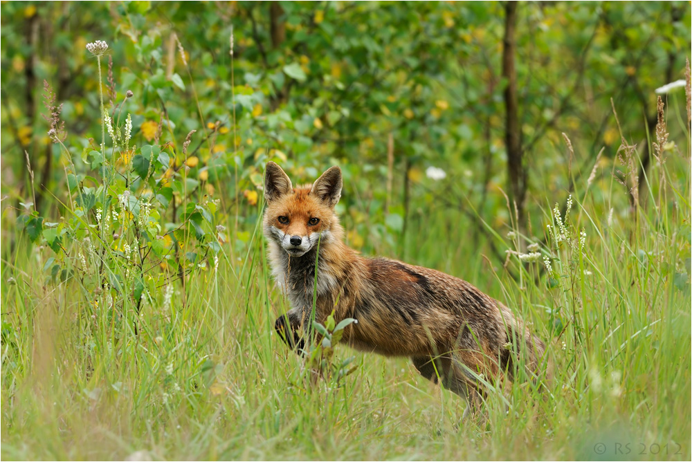 Rotfuchs (Vulpes vulpes)