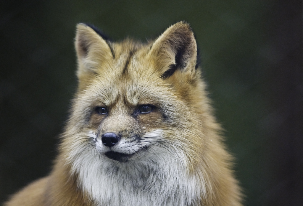 rotfuchs