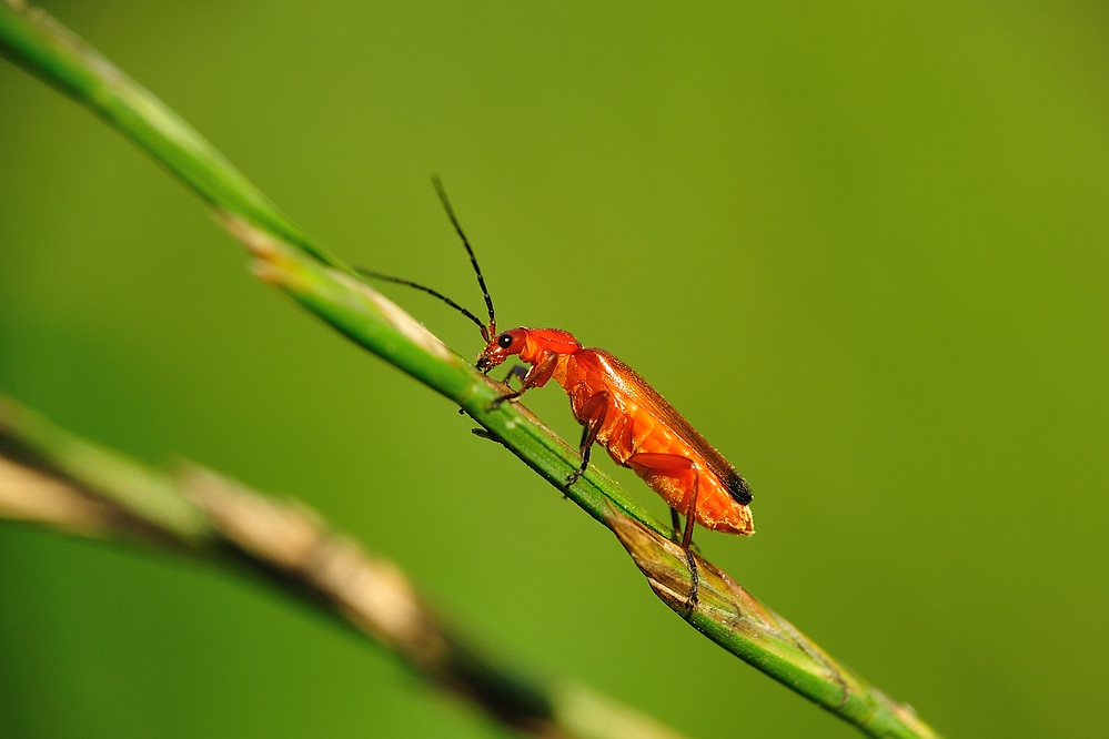 RotgelberWeichkaefer RhagonychaFulva