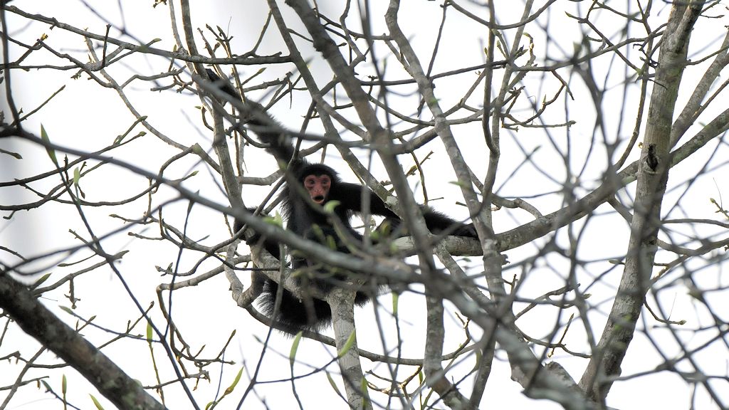 Rotgesicht Klammeraffe (Spider Monkey)
Burro-Burro River, Surama
2676