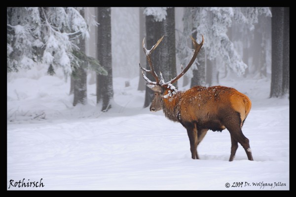 Rothirsch2 (600 x 399)