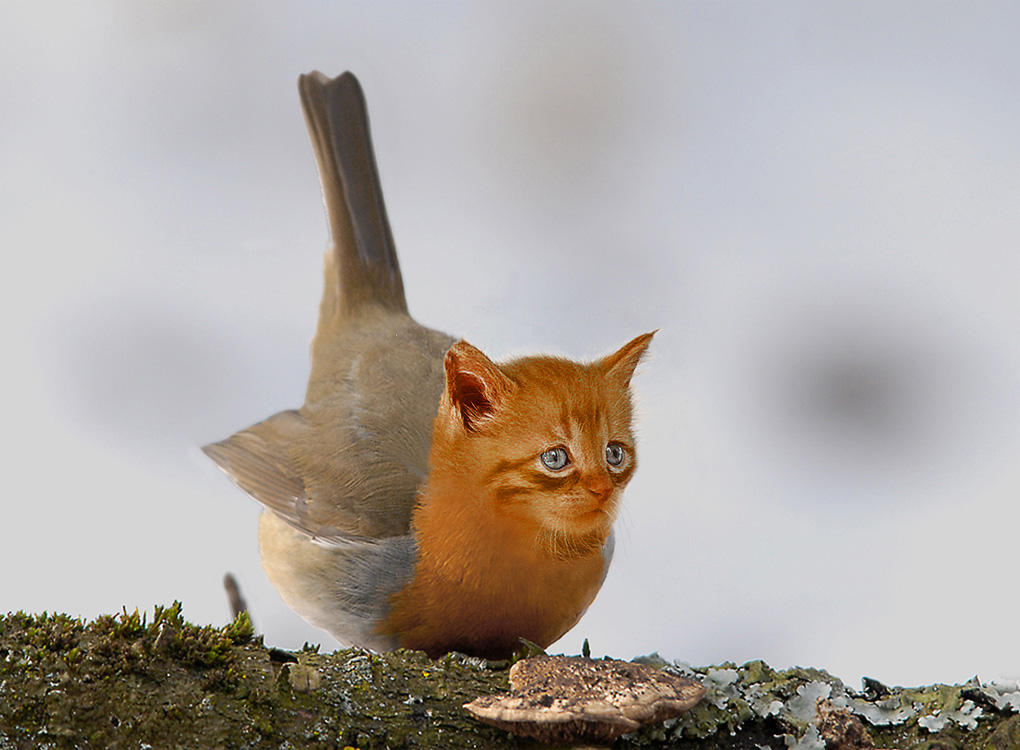 Rotkätzchen
Das kommt davon wenn Katzen so viele Rotkehlchen fressen.