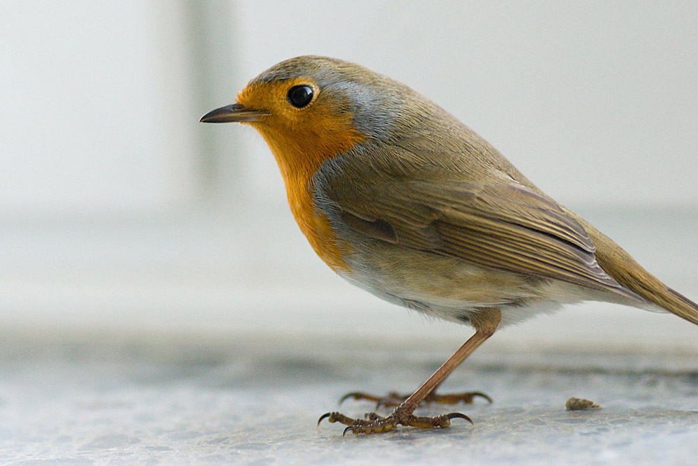 Rotkehlchen-Besuch