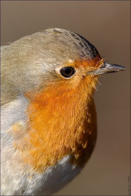 Rotkehlchen D2X 1497 1a

· http://www.nikon-fotografie.de/vbulletin/showpost.php?p=1218078&postcount=1803
· http://www.nikon-fotografie.de/vbulletin/s