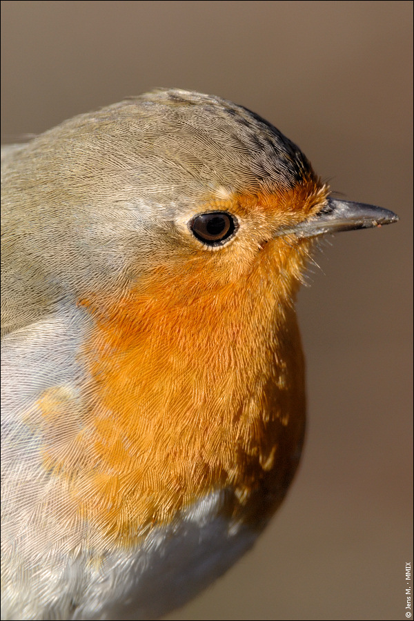 Rotkehlchen D2X 1497 1a

EXIFs:
Kamera: Nikon D2X
Objektiv: AF-S VR Zoom-Nikkor 200-400mm F4G IF-ED
Handling: freihand
Brennweite: 550mm (825mm KB)
Bl