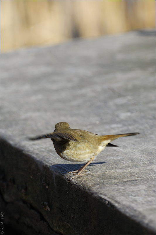 Rotkehlchen D2X 1507 1a

· http://www.nikon-fotografie.de/vbulletin/showpost.php?p=1218078&postcount=1803