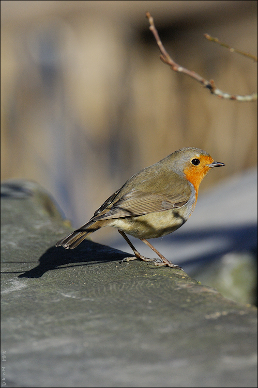 Rotkehlchen D2X 1508 1a

· http://www.nikon-fotografie.de/vbulletin/showpost.php?p=1218078&postcount=1803