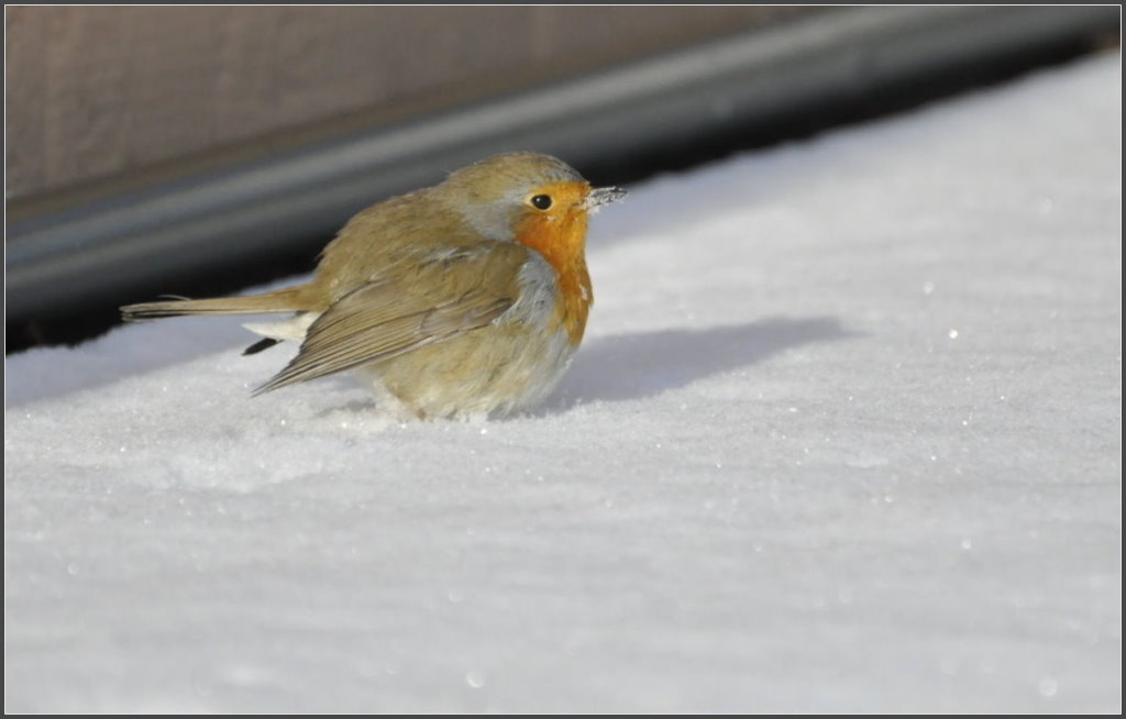 Rotkehlchen im Schnee