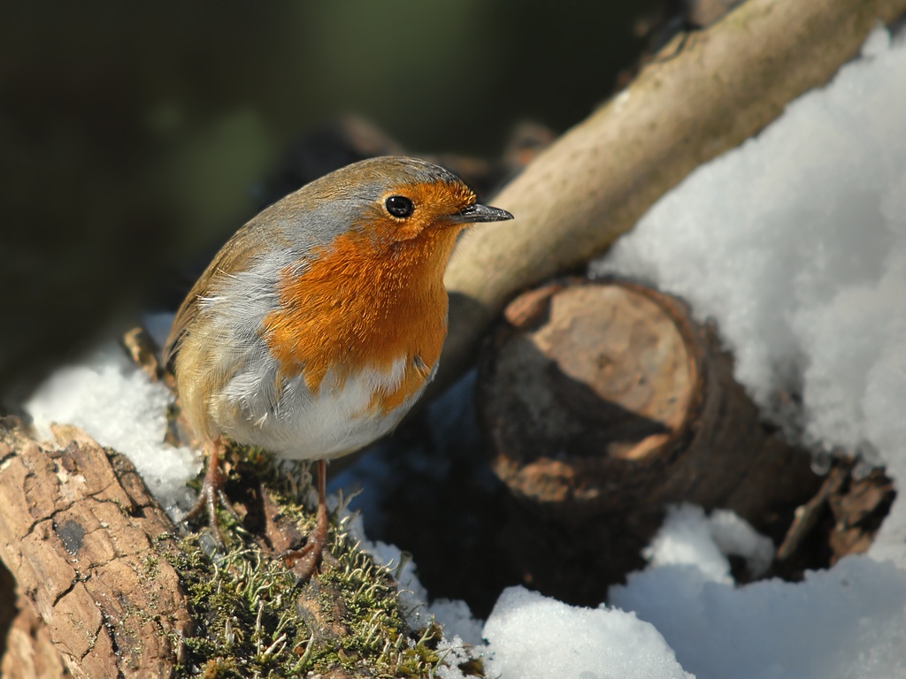 Rotkehlchen im Schnee