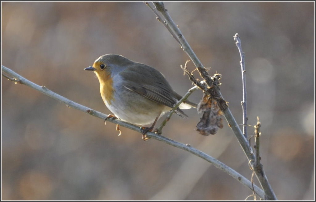 Rotkehlchen in der Sonne