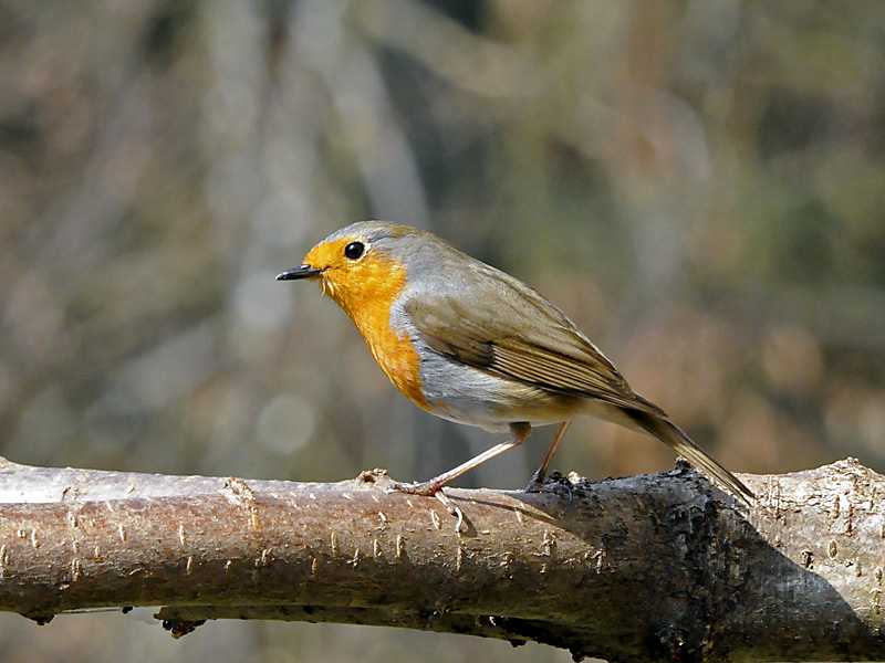 Rotkehlchen (neuer Futterplatz)