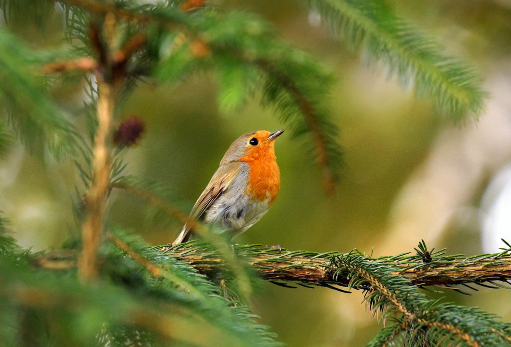 Rotkehlchen, Tamron 150-600