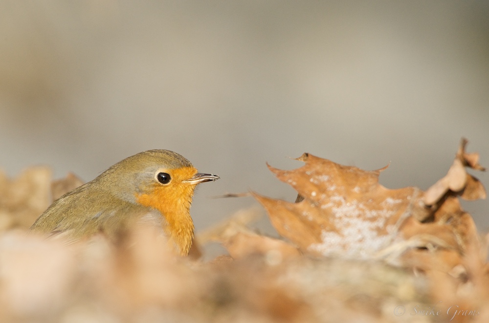 Rotkehlchen
