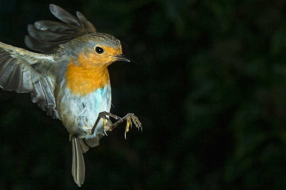 Rotkehlchen