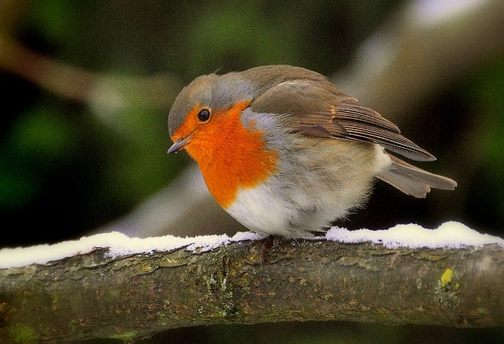 Rotkehlchen