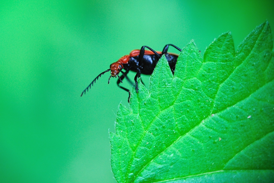 RotkoepfigerFeuerkaefer PyrochroaSerraticornis