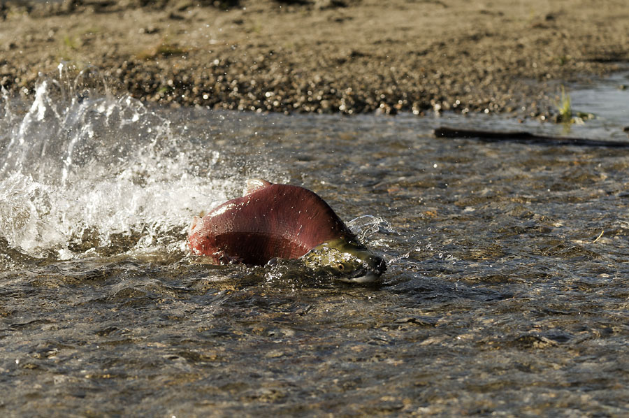 Rotlachs in flachem Wasser