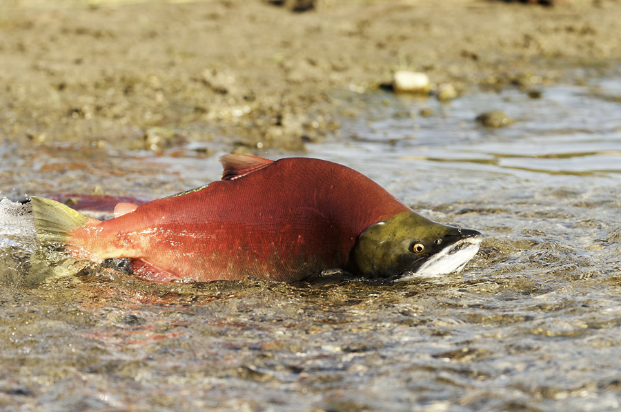 Rotlachs in sehr flachem Wasser