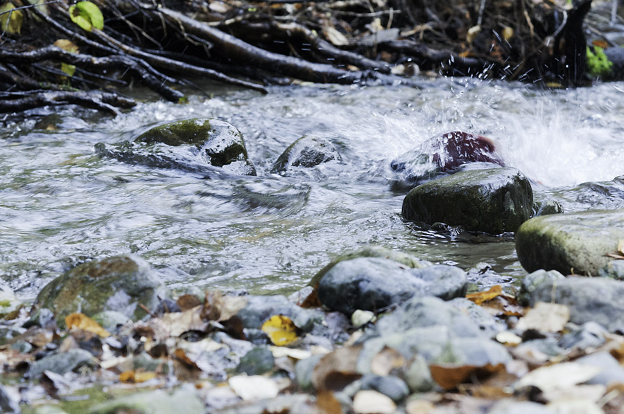 Rotlachs zwischen Steinen im Fluss