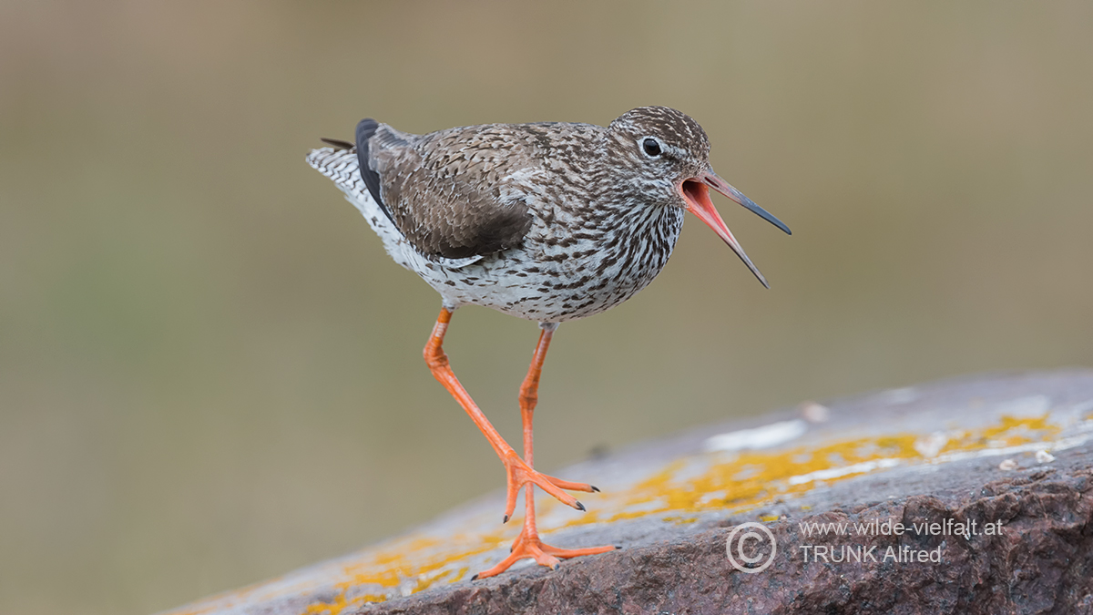 Rotschenkel, D500, AFS 4/600mm VR + 1,4x Konv., ISO 400, 1/750sec, Bl.8