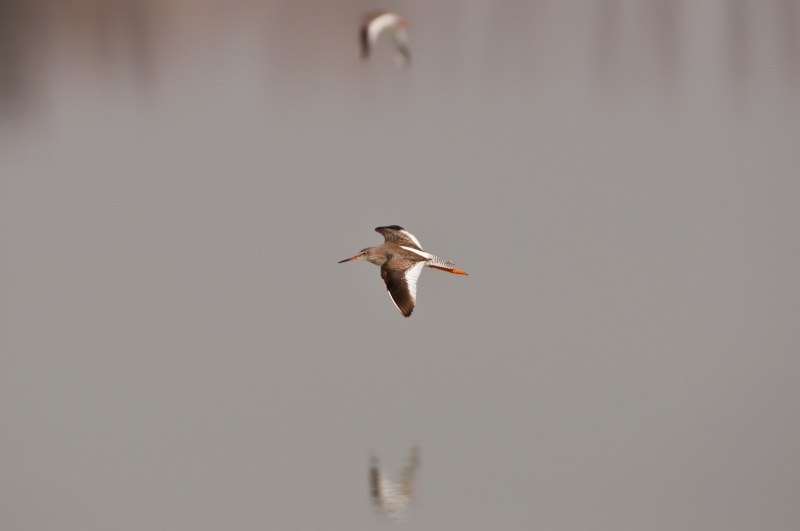 Rotschenkel im Flug