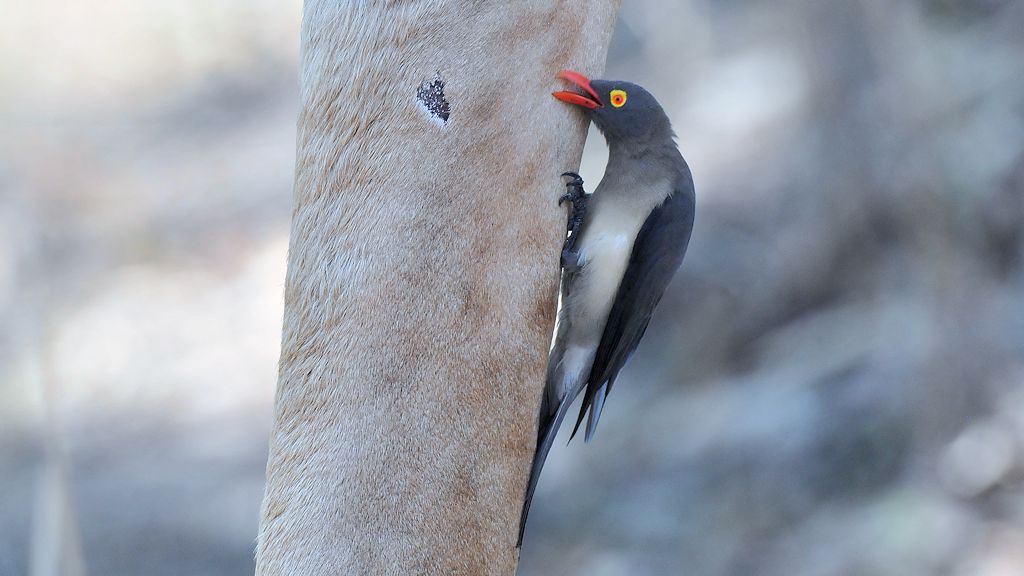 Rotschnabelmadenhacker
Red-billed Oxpecker
9938